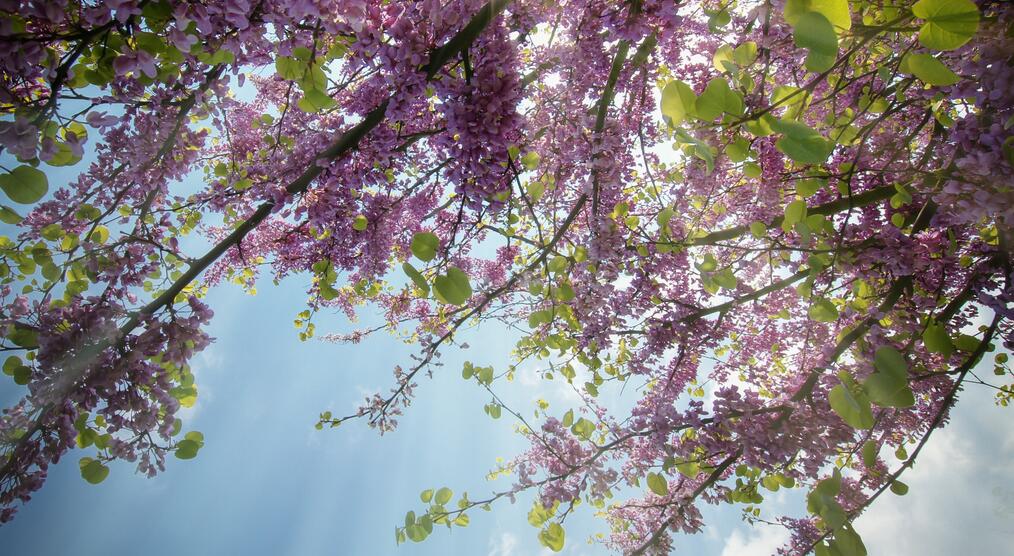 Blüten