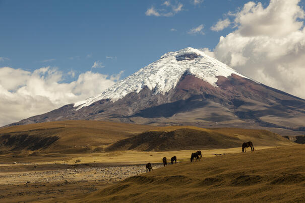 Cotopaxi Vulkan und Wildpferde