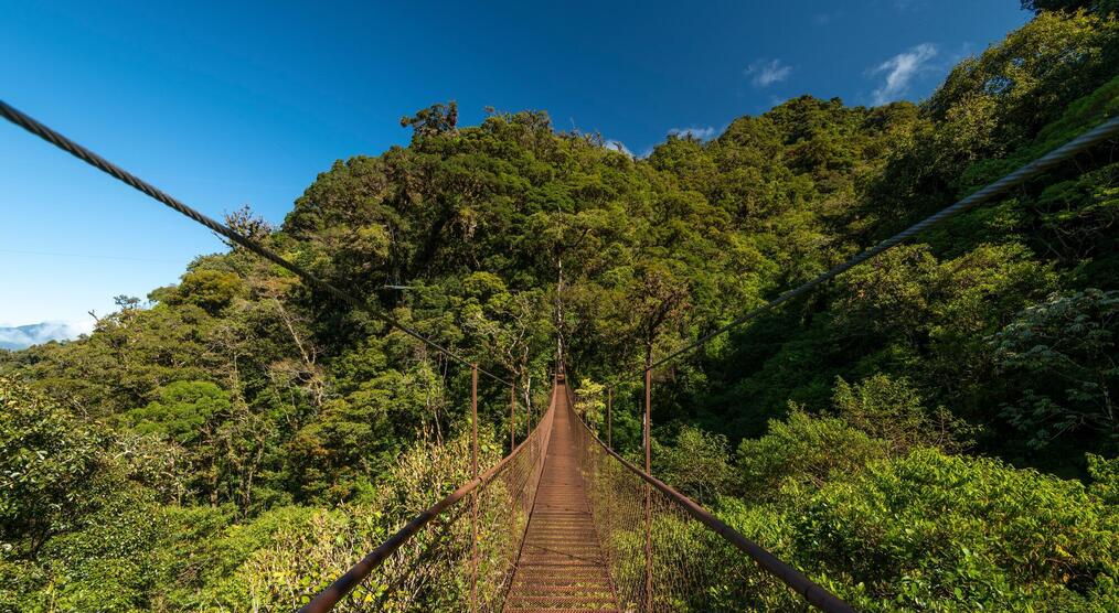 Hängebrücke im Nebelwald