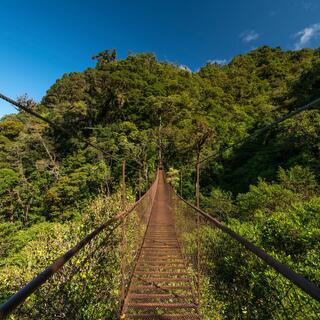 Hängebrücke im Nebelwald