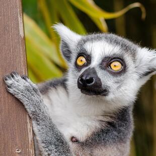 Lemuren sind endemisch auf Madagaskar.