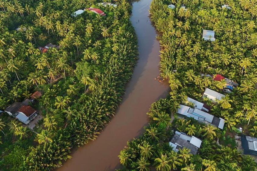 Palmenlandschaft des Mekong Delta