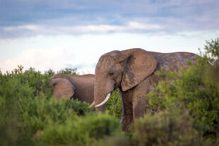 Addo Elephant Park