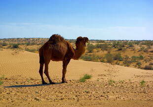 Kamel in der Schwarzen Wüste Karakum