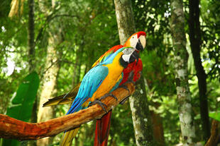 Papageien im Iguazu Regenwald 