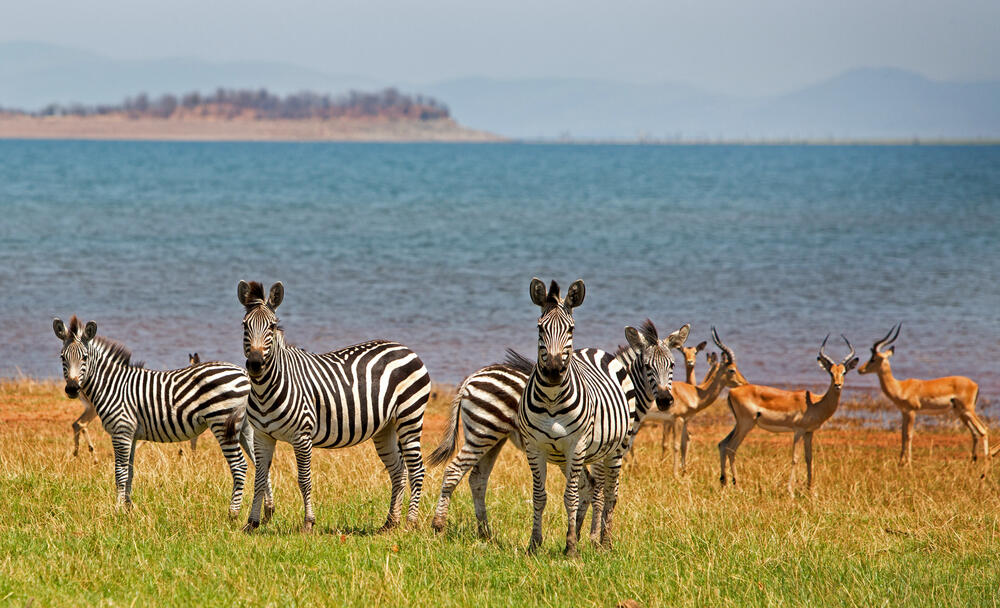Zebras und Impalas am Ufer des Lake Karibas