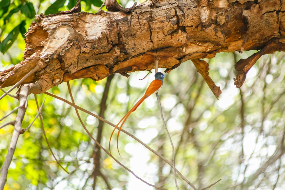 Vogelbeobachtung am Lake Kariba
