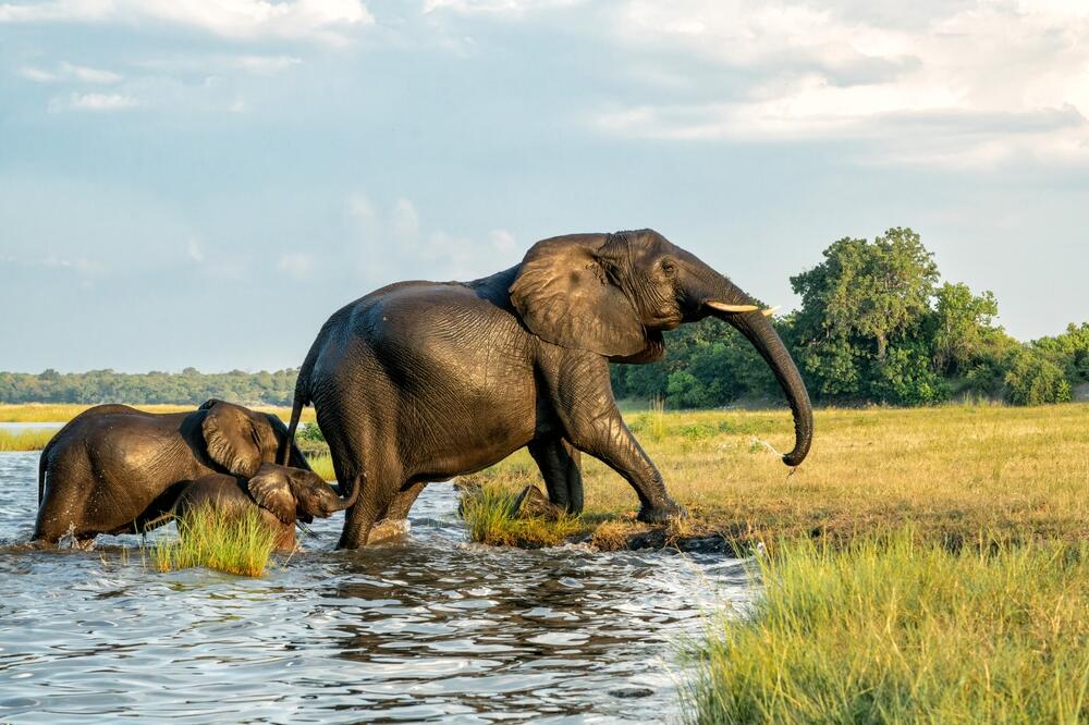 Elefanten im Chobe Fluss im Chobe Nationalpark