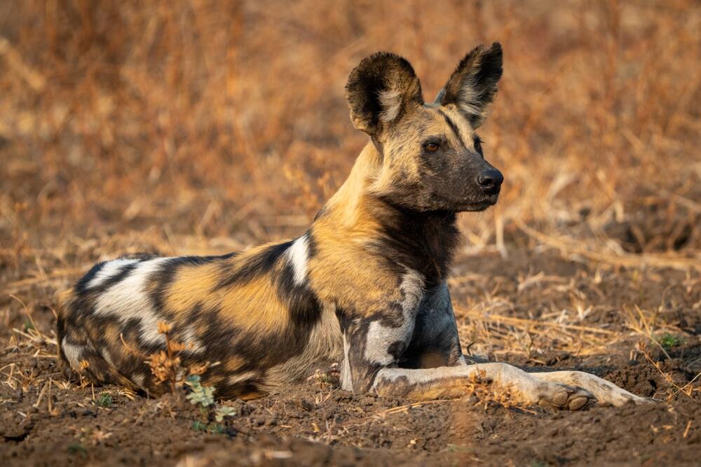 afrikanischer Wildhund: Painted Dog
