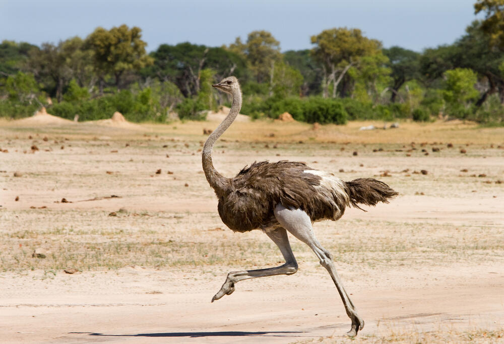 Strauß im Hwange-Nationalpark