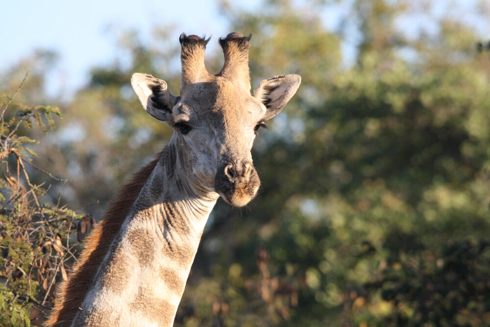 Giraffe im Mutirikwi Recreational Park