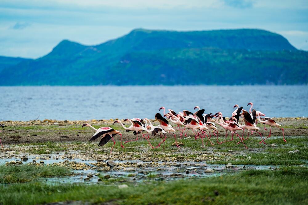 Flamingos