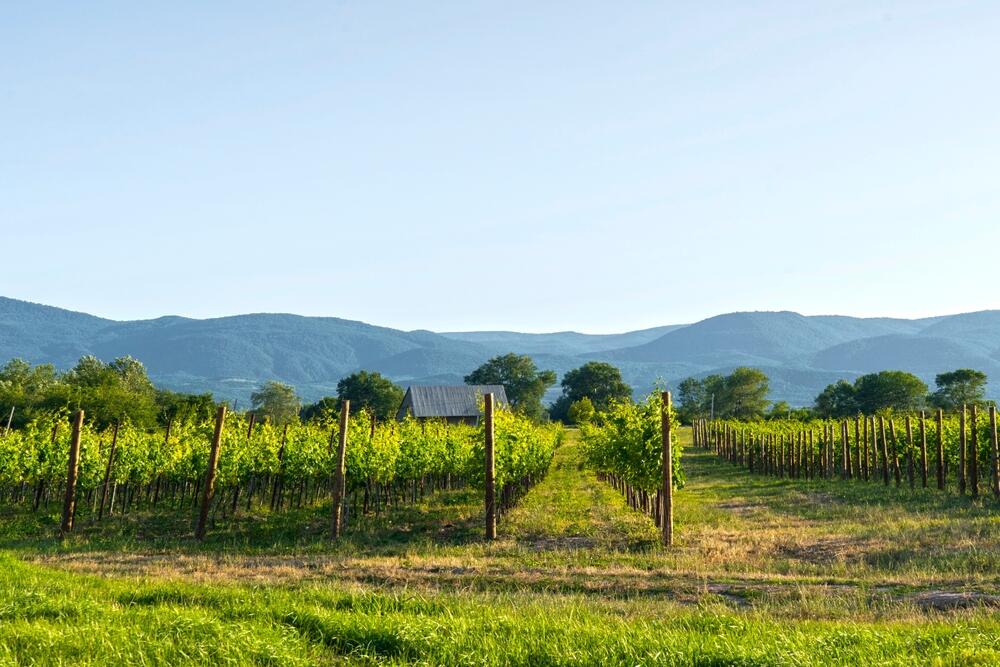 Weinregion Kachetien 