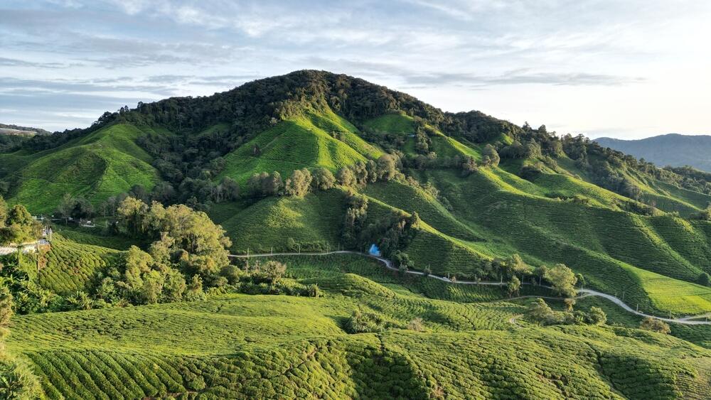 Cameron Highlands