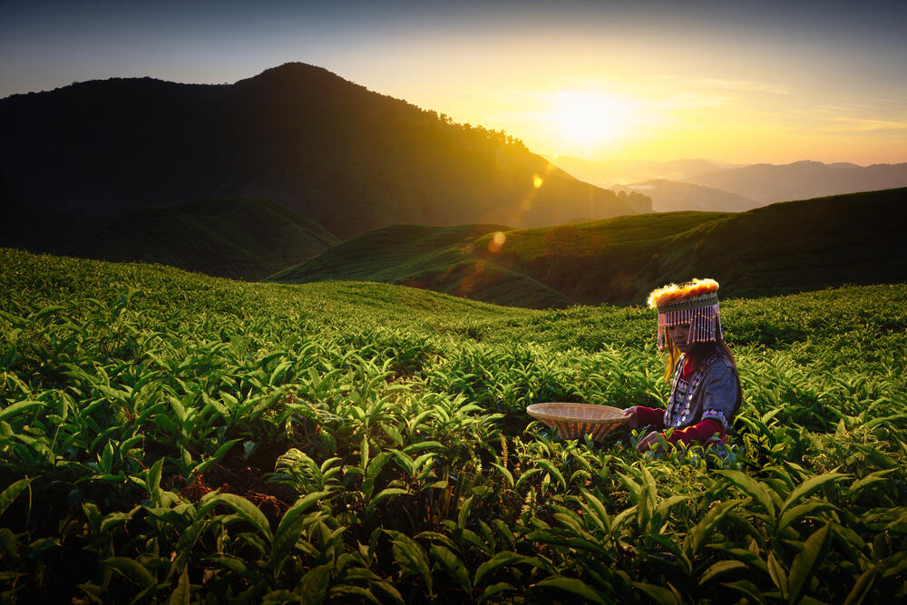Teeplantage