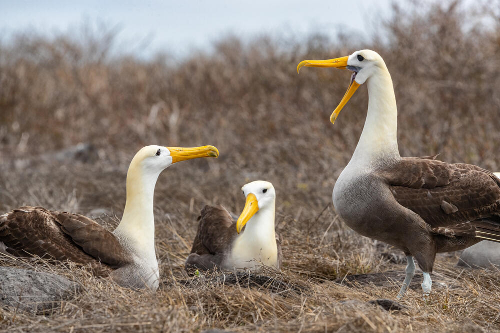 Galapagos Albatrosse