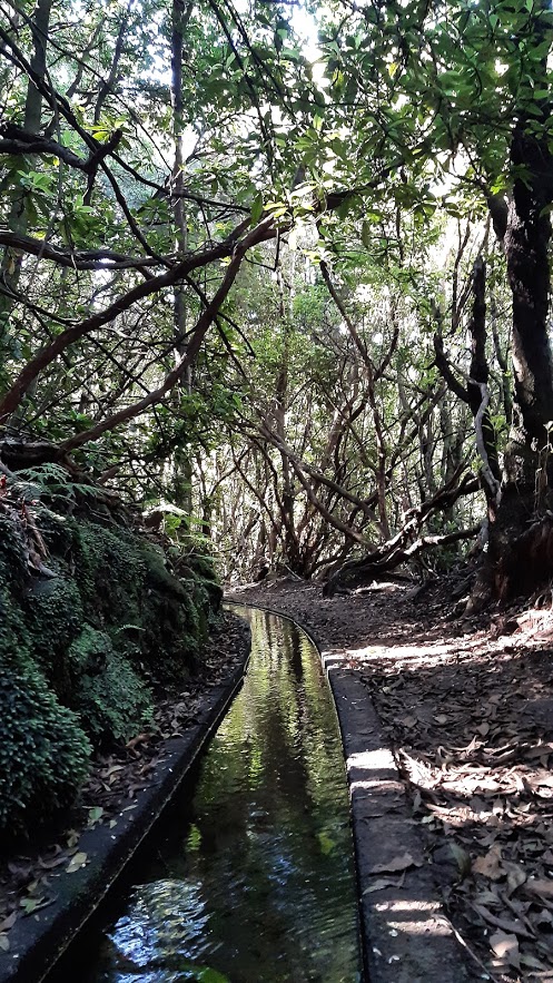 Levada dos Cedros 