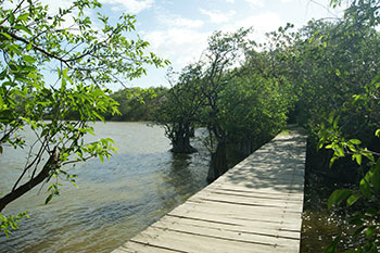 Steg am Ufer