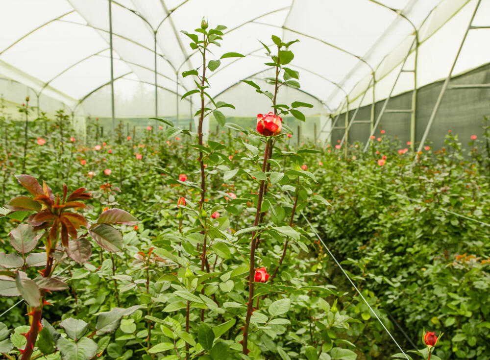 Rosenfarm in Cayambe